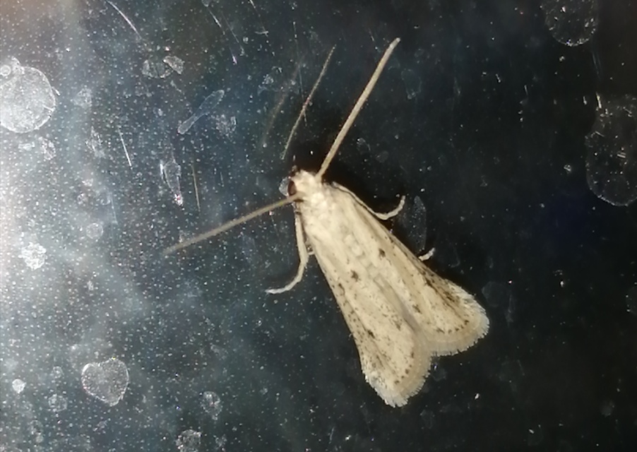 Homoeosoma nebulella - napraforgómoly