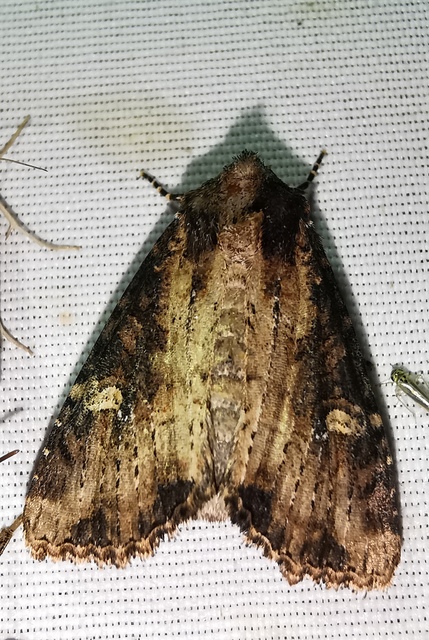 Mesapamea secalis - kis dudvabagoly