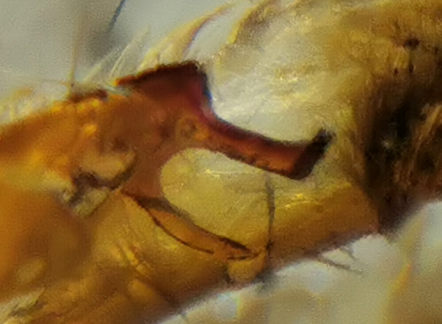 Acronicta psi - pszi-betűs szigonyosbagoly