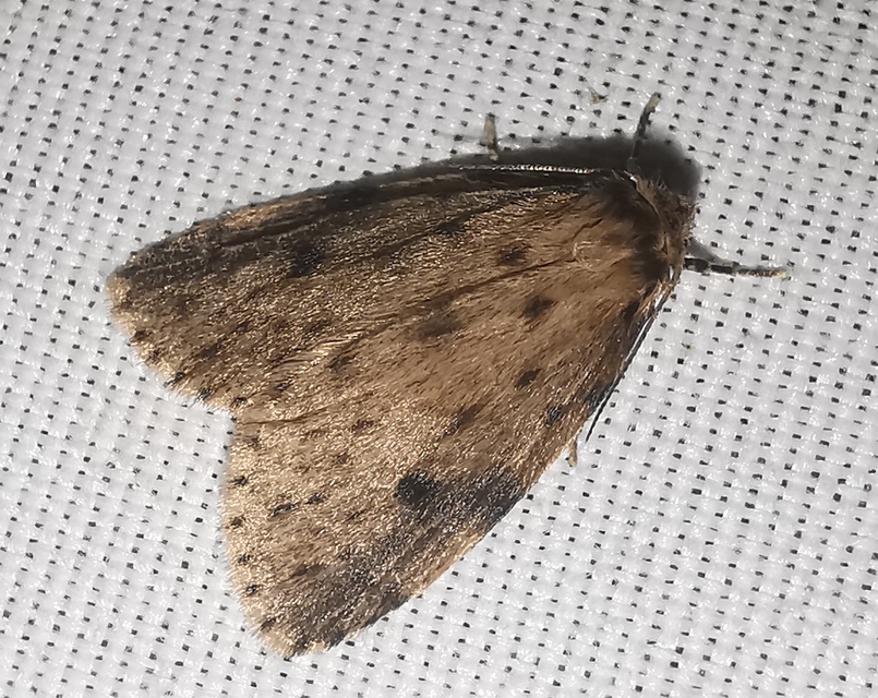 Thumata senex - mocsári medvelepke