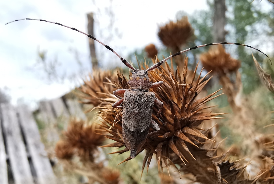 Acanthocinus aedilis - nagy daliáscincér