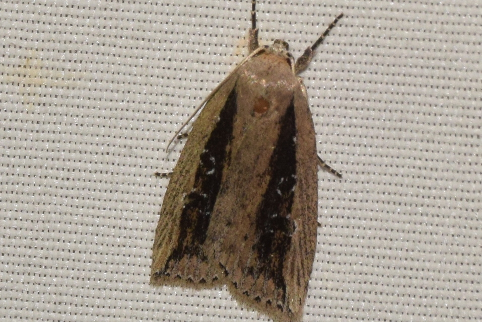 Chilodes maritima - négyfoltos nádibagoly