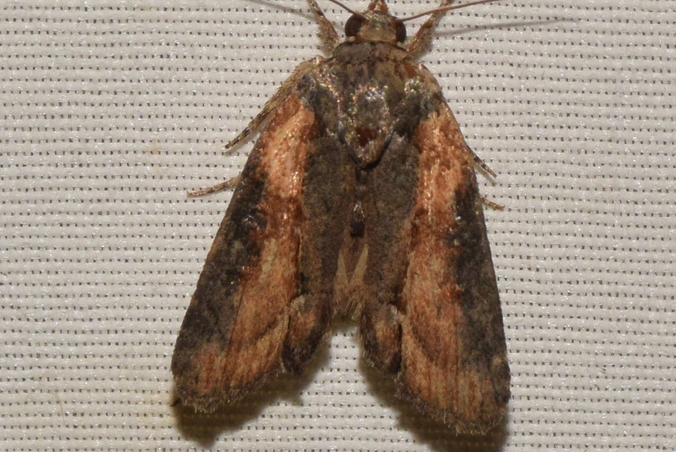 Bryophila felina - lappangó zuzmóbagoly