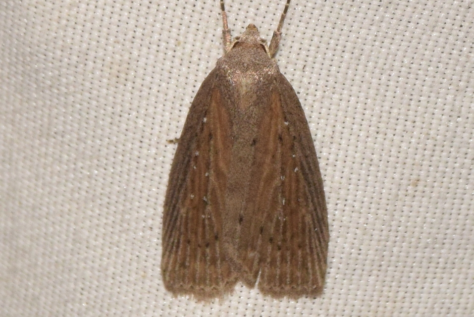 Chilodes maritima - négyfoltos nádibagoly