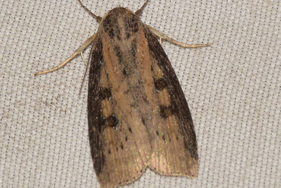 Chilodes maritima - négyfoltos nádibagoly