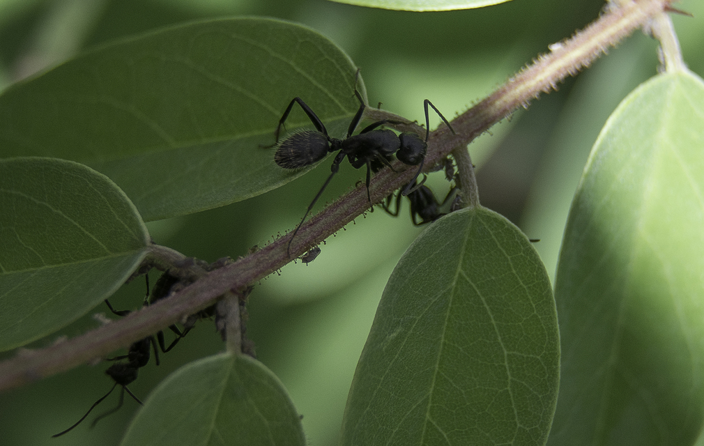 Camponotus vagus - fekete lóhangya