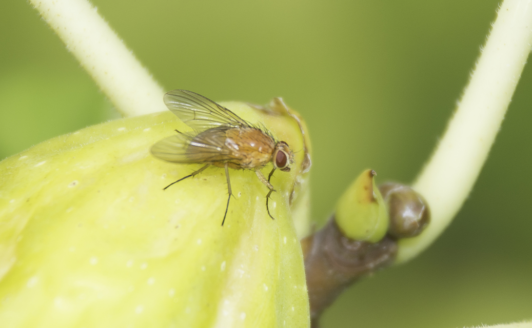 Phaonia pallida