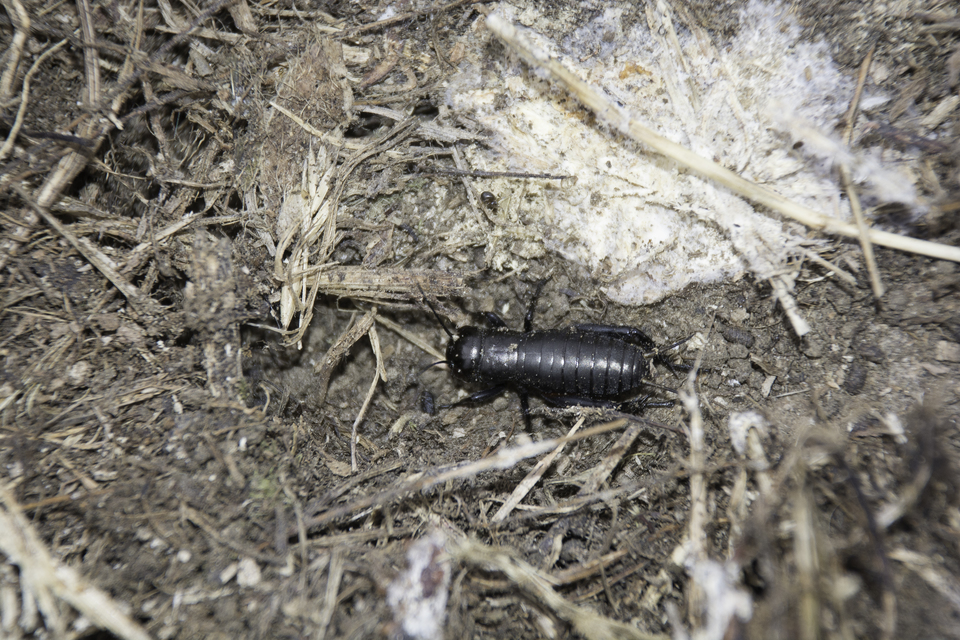 Gryllus campestris - mezei tücsök