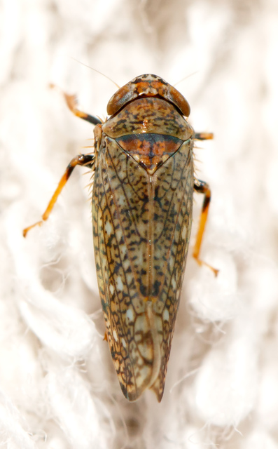 Orientus ishidae