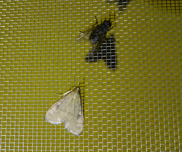 Phaoniinae