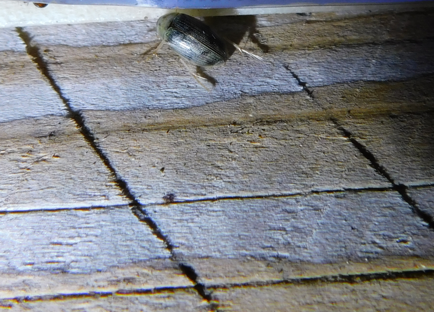 Berosus spinosus - széki szemescsibor Berosus spinosus - széki szemescsibor