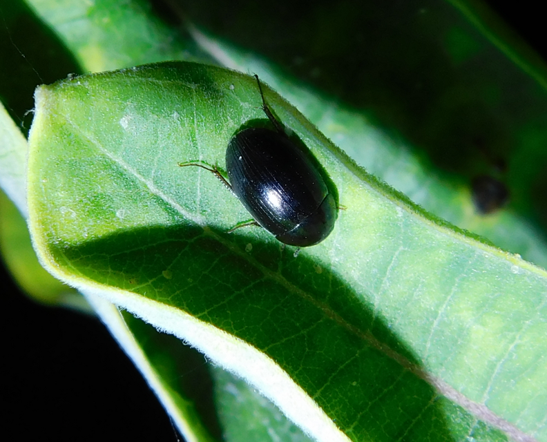 Hydrobius