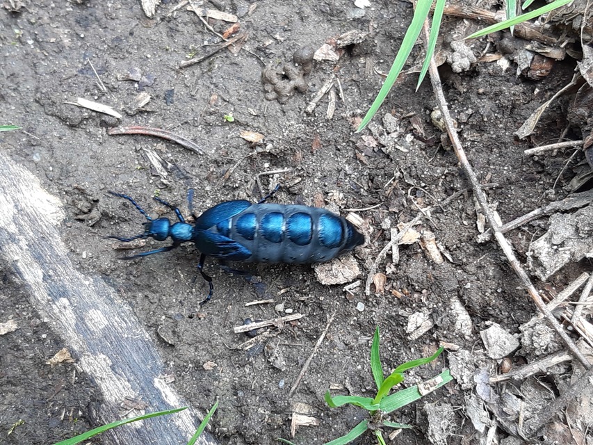 Meloe violaceus - kék nünüke