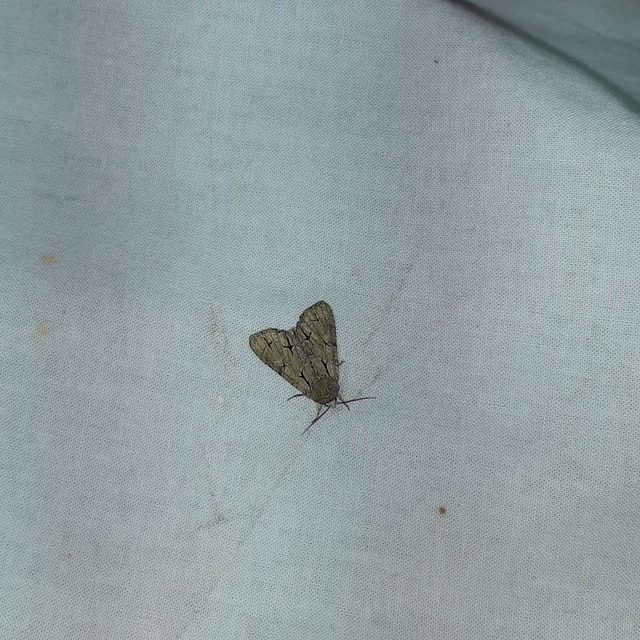Acronicta cuspis/tridens/psi