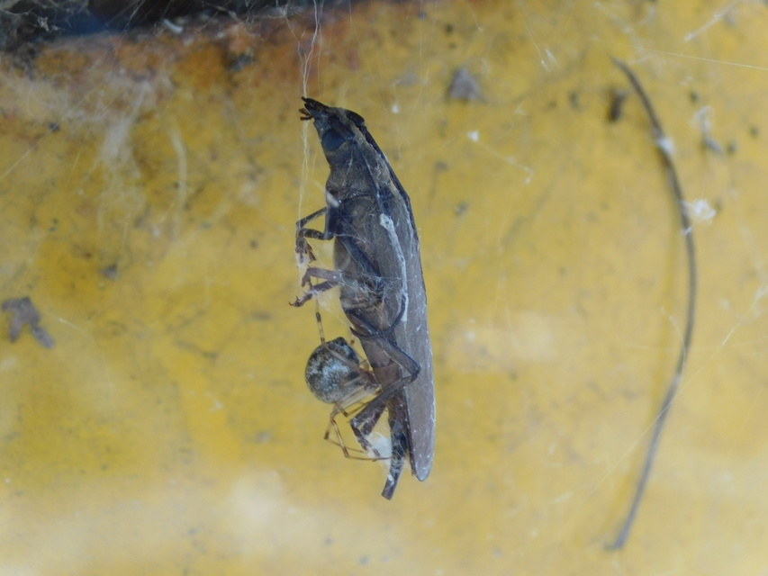 Parasteatoda tepidariorum - üvegházi törpepók