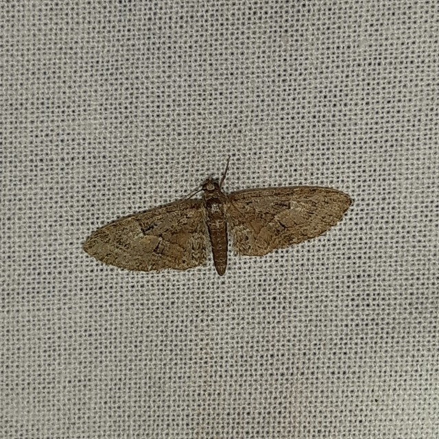 Eupithecia pusillata - lucfenyő-törpearaszoló