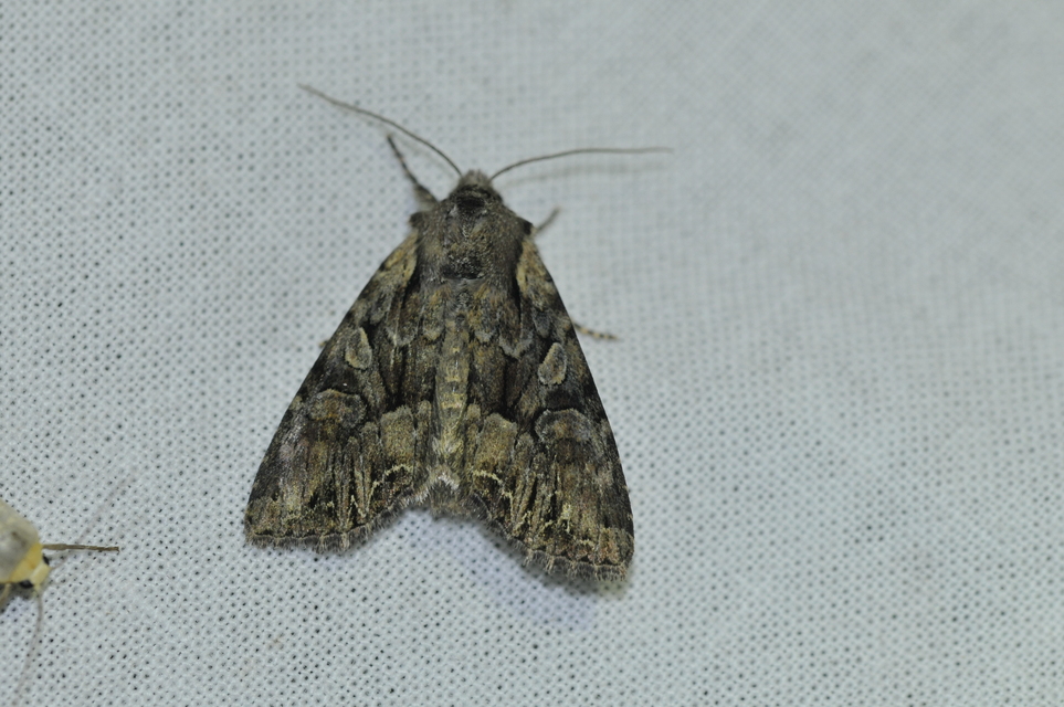 Lacanobia thalassina - borbolya-kertibagoly