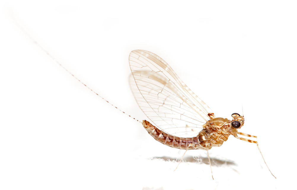 Cloeon dipterum - elevenszülő kérész