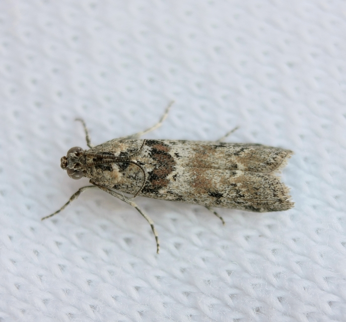 Phycitinae