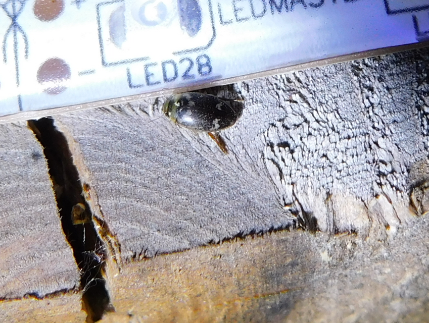 Laccophilus poecilus - tarka bukóbogár