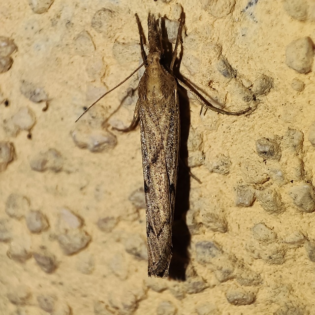 Pediasia contaminella - mocskos fűgyökérmoly