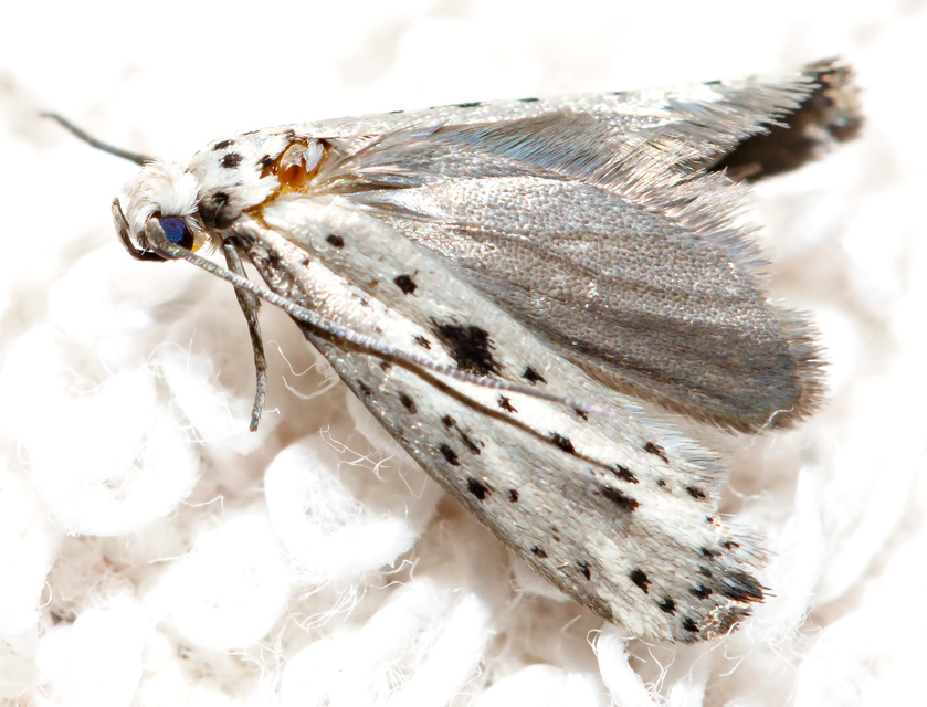 Yponomeuta plumbella - pókhálós bengemoly