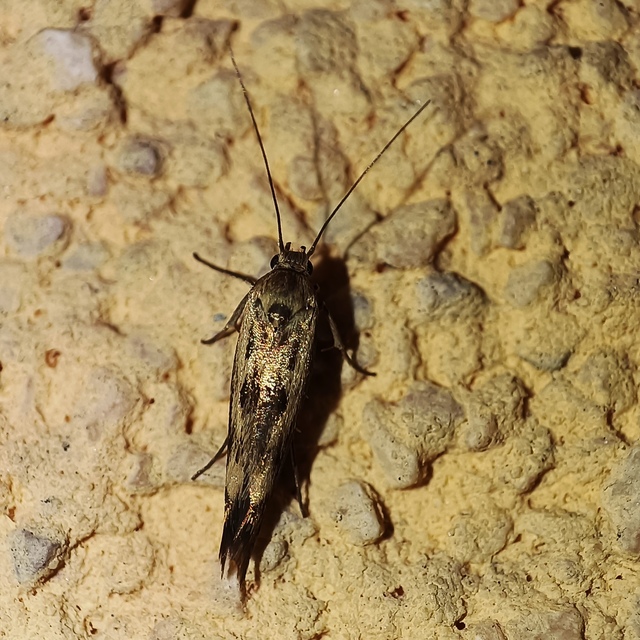 Scythris limbella - parajfonó zöldmoly