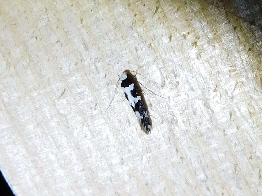 Neurothaumasia ankerella - magyarmoly