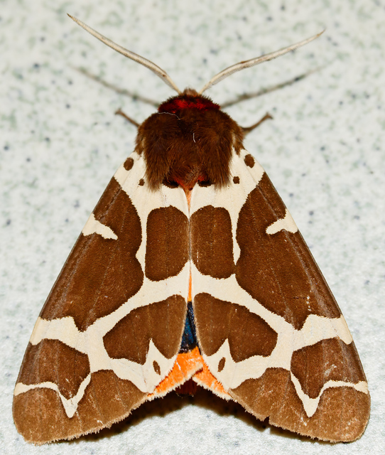 Arctia caja - közönséges medvelepke
