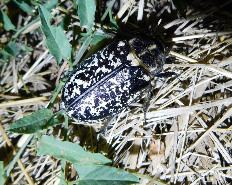 Polyphylla fullo - csapó cserebogár
