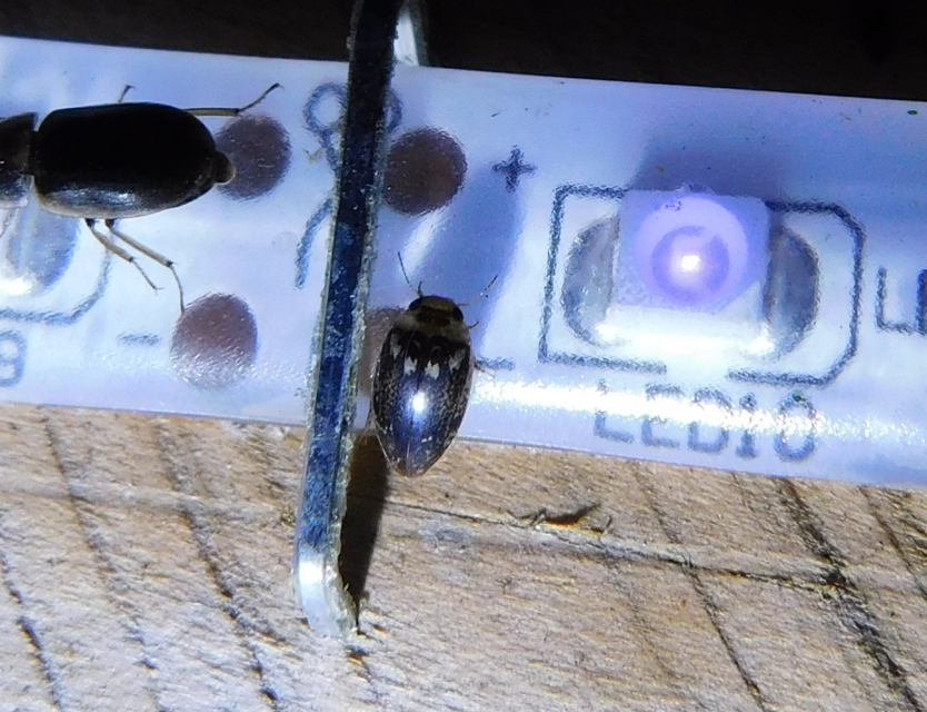 Laccophilus poecilus - tarka bukóbogár
