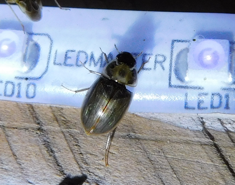Enochrus Enochrus