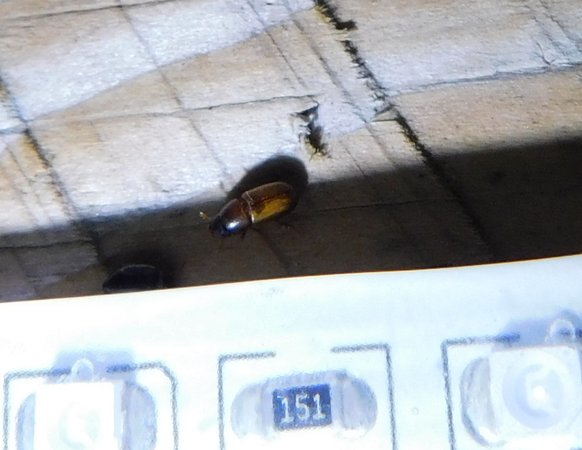 Aphodius sturmi - vöröses trágyabogár