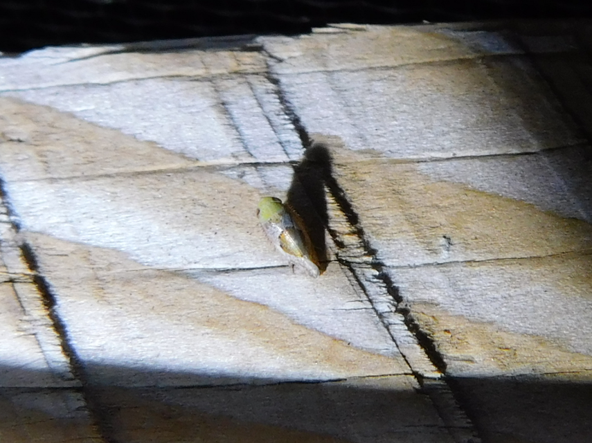 Hishimonus hamatus