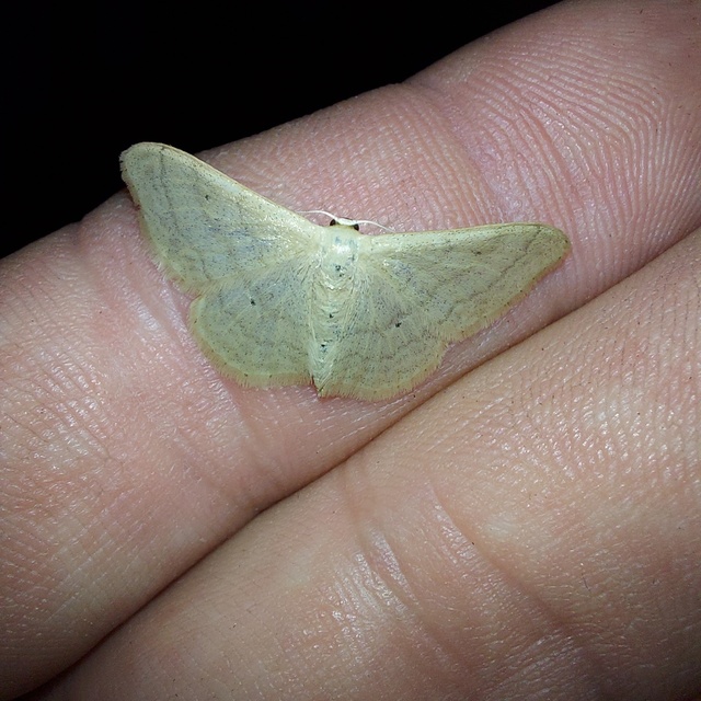 Idaea straminata - szalmasárga sávosaraszoló