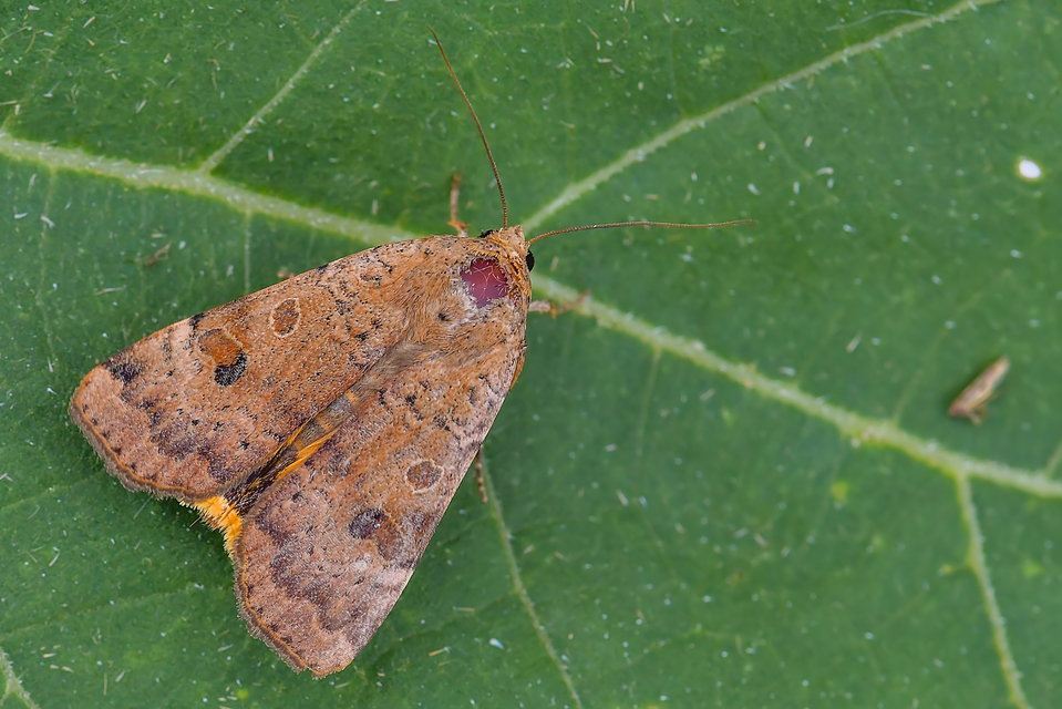 Noctua interposita - köztes sárgafűbagoly