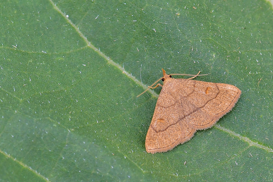 Paracolax tristalis - sárgás karcsúbagoly