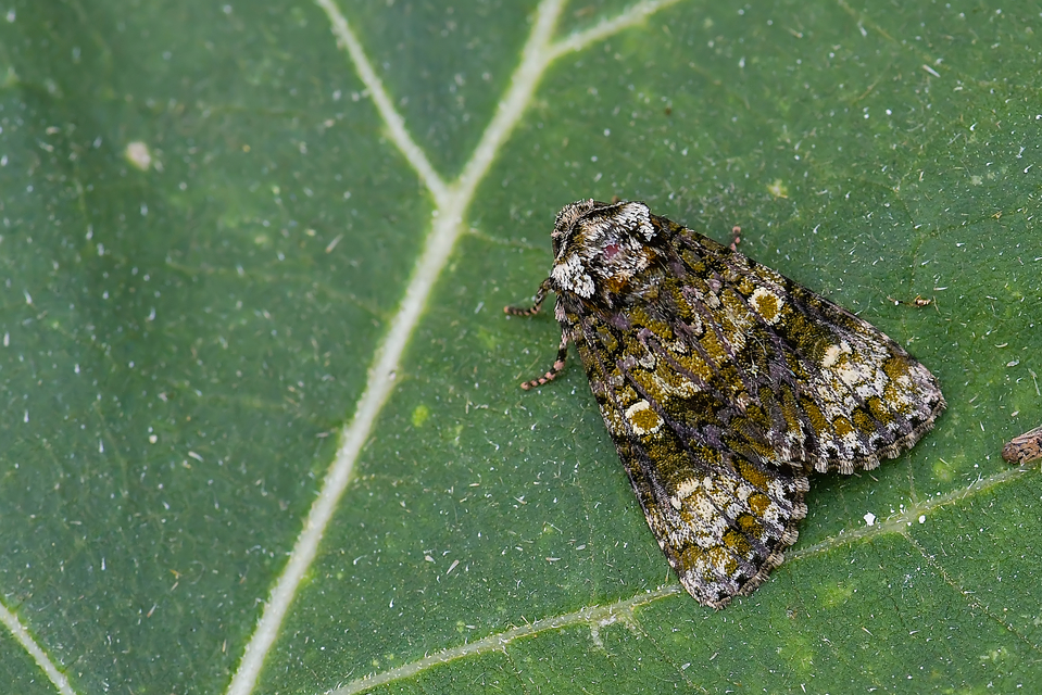 Craniophora ligustri - fagyalbagoly