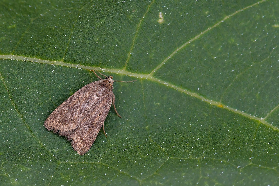 Athetis gluteosa - nyugtalan lápibagoly