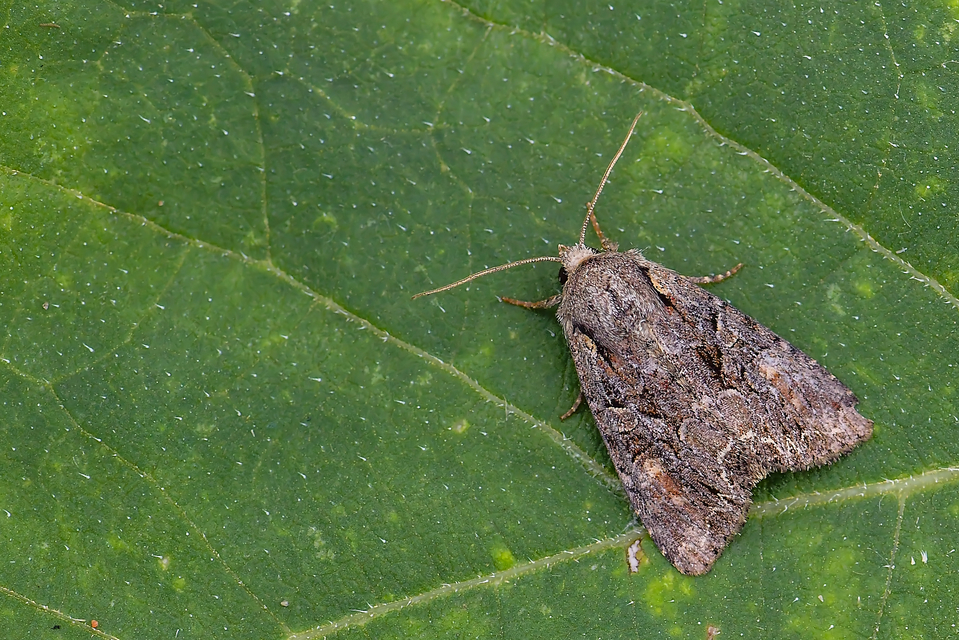 Lacanobia thalassina - borbolya-kertibagoly