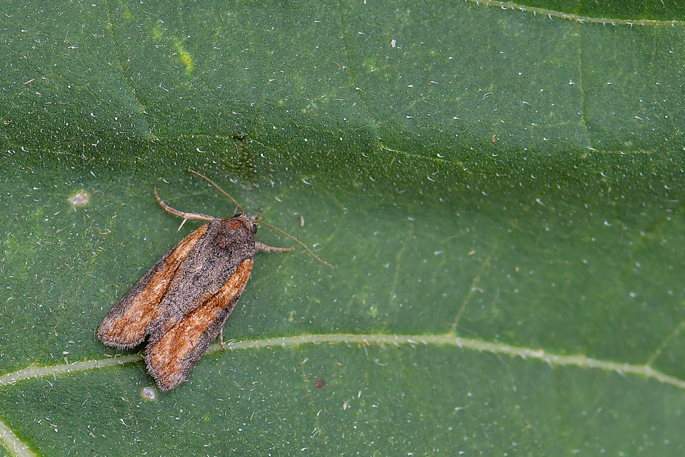 Bryophila raptricula/felina