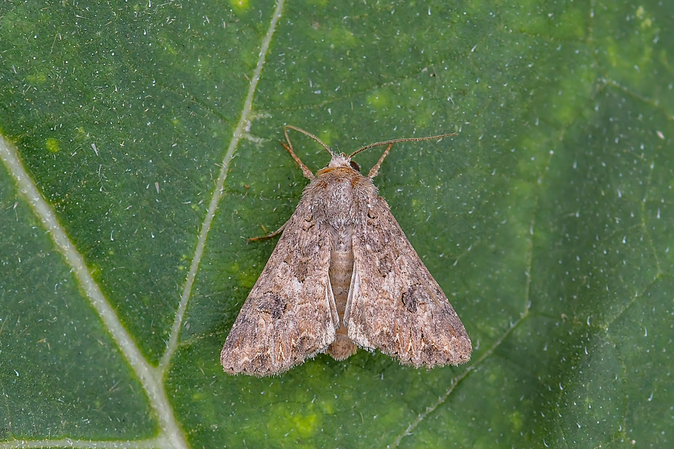 Hadula trifolii - lóherebagoly Hadula trifolii - lóherebagoly