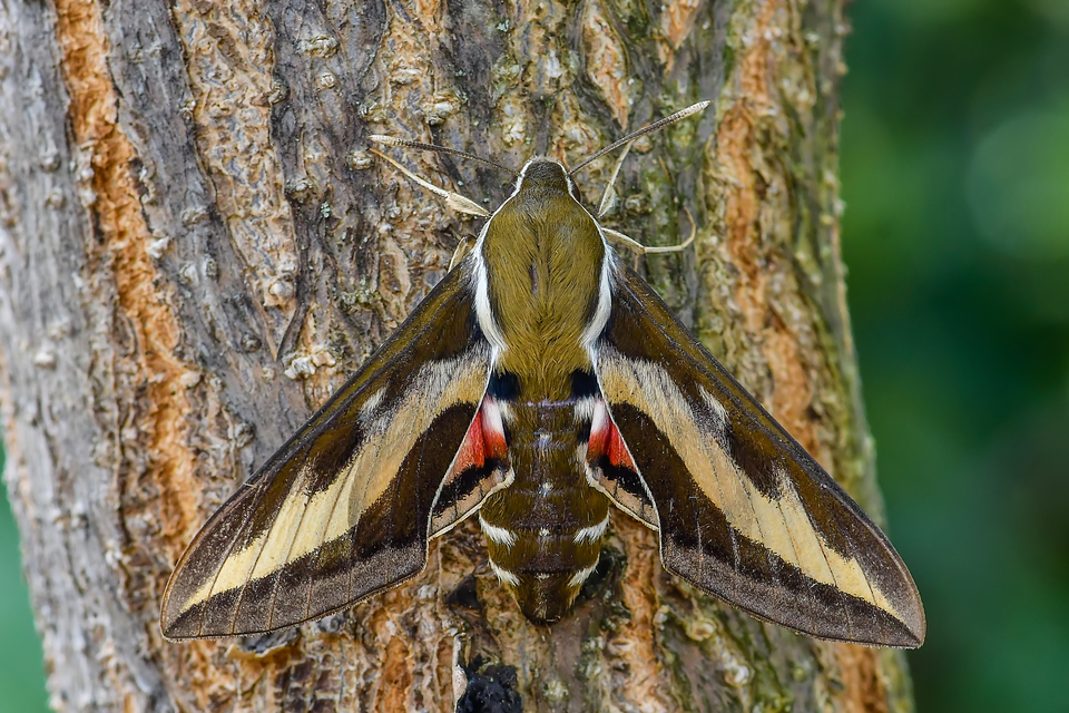 Hyles gallii - galajszender
