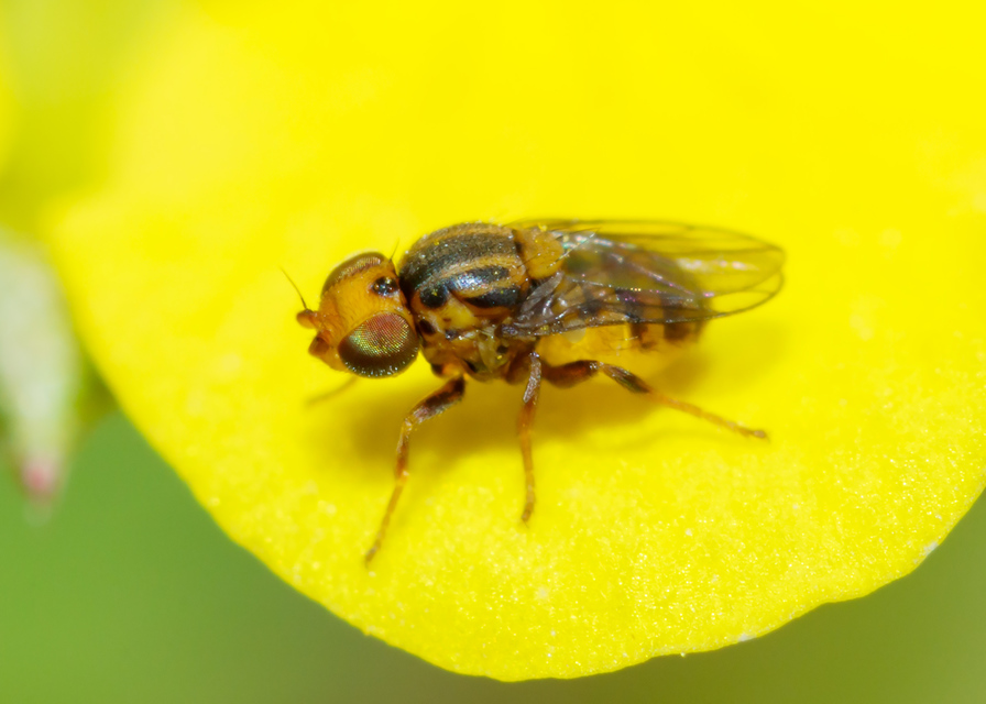 Chloropidae - gabonalegyek