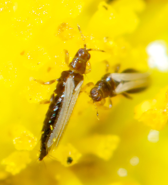Thysanoptera - Tripszek