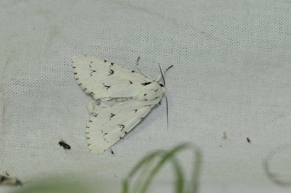 Acronicta leporina - fehér szigonyosbagoly