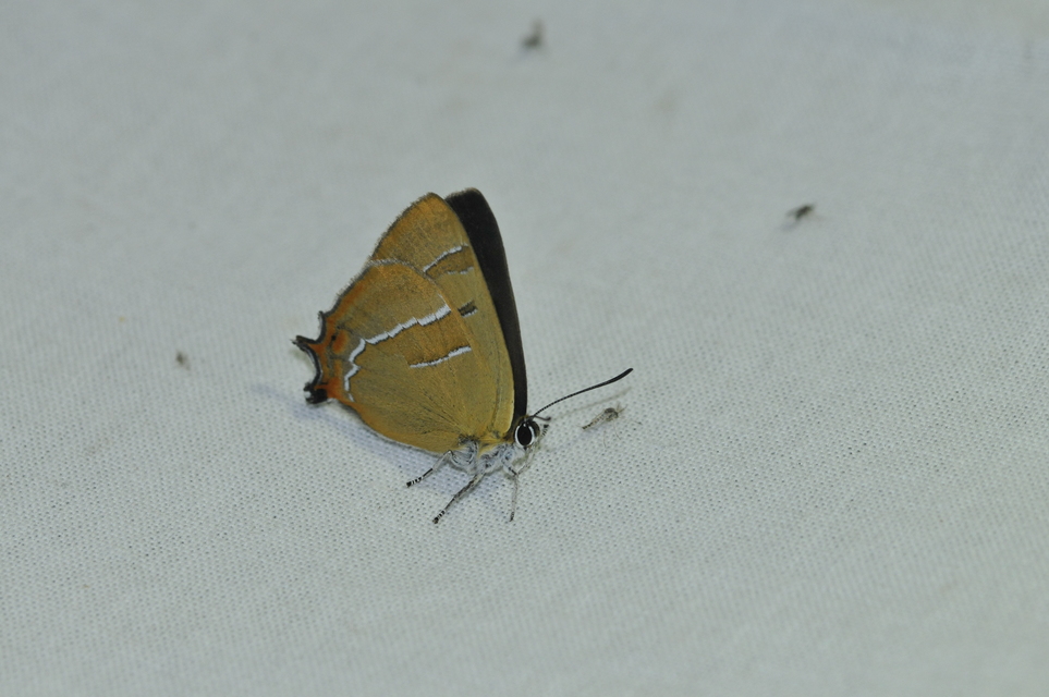 Thecla betulae - nyírfalepke