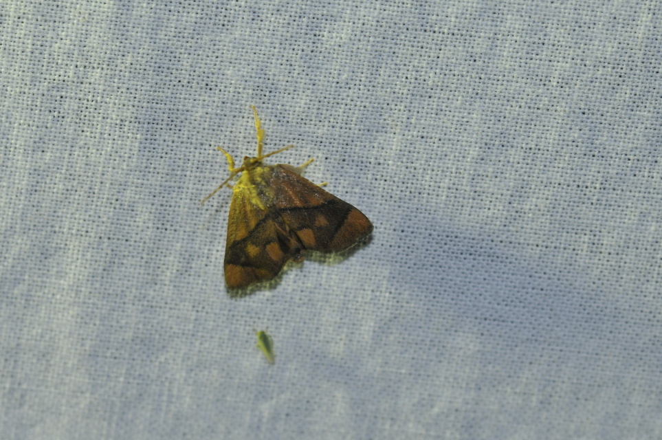 Apoda limacodes - kagylólepke