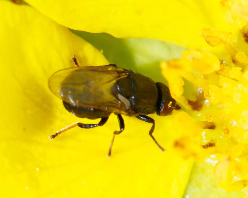 Oscinellinae