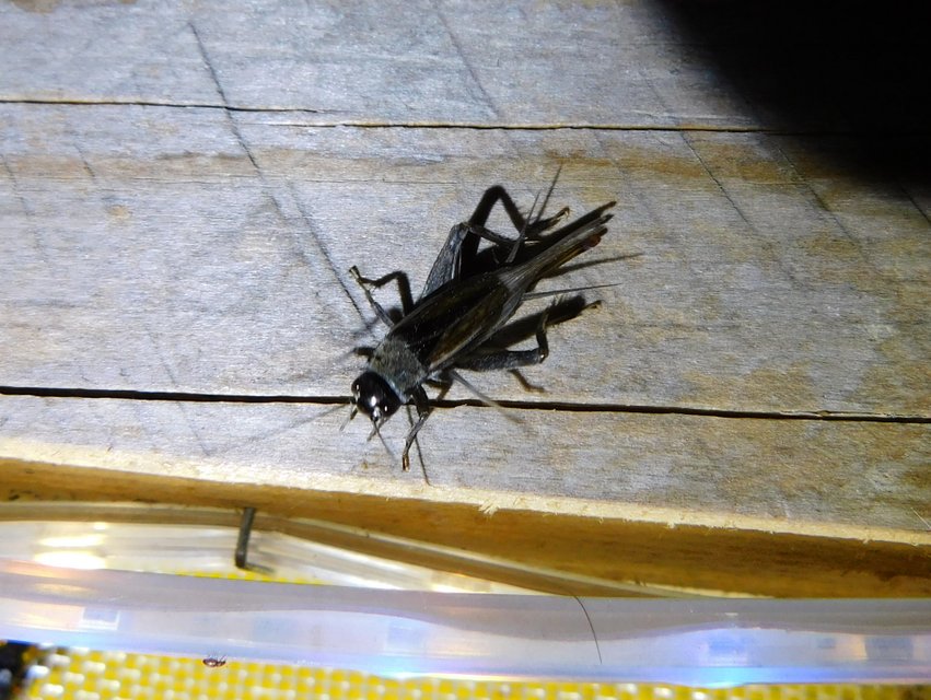 Eumodicogryllus bordigalensis - bordói tücsök